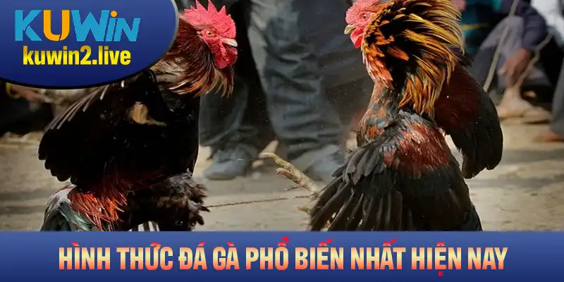 Điểm qua các hình thức đá gà phổ biến nhất hiện nay