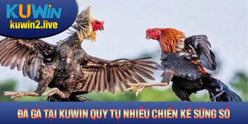 Đá gà tại Kuwin quy tụ nhiều chiến kê sừng sỏ