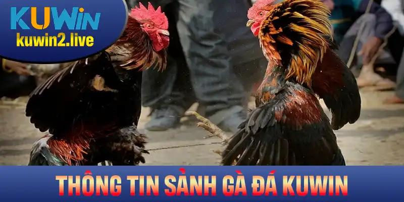 Sảnh đá gà Kuwin sở hữu nhiều lợi thế vượt trội nhất